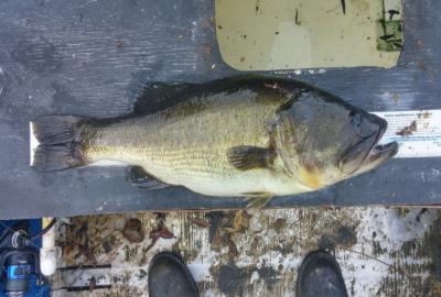 fishing planet everglades largemouth bass fishing planet everglades largemouth bass