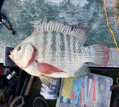 catches tilapia jud