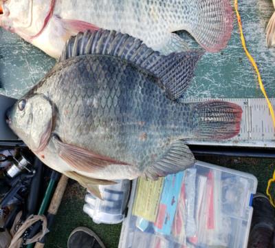 catches tilapia jud